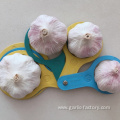 Fresh common garlic in low price high quality